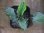 画像1: Cryptocoryne sp. (fusca x verrucosa) PP-231008-1 A. Kapuas hulu KAL-BAR (1)