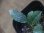 画像3: Schismatoglottis conoidea "雨虎" PP-250207-7 LU Kapuas hulu KAL-BAR (3)
