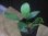 画像2: Homalomena sp. Bukit batu PP-250124-8 TA KAL-TIM (2)