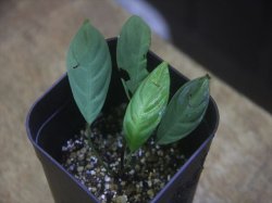 画像1: Schismatoglottis sp. "Cliff" PP250206 Kapuas hulu KAL-BAR