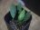 画像1: Schismatoglottis sp. "Cliff" PP250206 Kapuas hulu KAL-BAR (1)