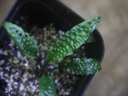 画像3: Cryptocoryne keei ID-240911-3 Landak KAL-BAR