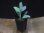 画像4: Schismatoglottis conoidea "雨虎" PP-250207-7 LU Kapuas hulu KAL-BAR (4)