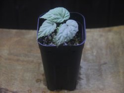 画像4: Begonia flacca "玉蟲" PP-170623-27 Kon-Sel Sulawesi Tenggara