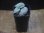 画像4: Begonia flacca "玉蟲" PP-170623-27 Kon-Sel Sulawesi Tenggara (4)