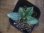 画像1: Schismatoglottis conoidea "雨虎" PP-250207-7 LU Kapuas hulu KAL-BAR (1)