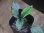 画像2: Cryptocoryne sp. (fusca x verrucosa) PP-231008-1 A. Kapuas hulu KAL-BAR (2)