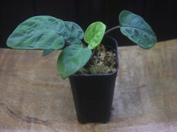 画像4: Homalomena sp. from Peninsular Malaysia【AZ0517-23】