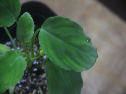 画像3: Homalomena sp. Nanga Pinoh【TB1505】
