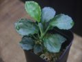 Homalomena sp. Solok Sumatera【LA0117-01】
