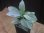 画像2: Homalomena cf. humilis Sumatera Barat【LA0719-02】 (2)