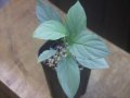 Homalomena cf. humilis Sumatera Barat【LA0719-02】
