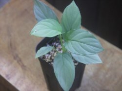 画像1: Homalomena cf. humilis Sumatera Barat【LA0719-02】