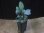 画像4: Homalomena sp. Solok Sumatera【LA1122-04】 (4)