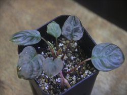 画像1: Homalomena terajaensis Labi Burunei【TB】