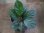 画像1: Homalomena sp. Solok Sumatera【LA1122-04】 (1)