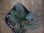 画像2: Homalomena sp. from Peninsular Malaysia【AZ0517-23】 (2)