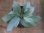 画像1: Homalomena cf. humilis Sumatera Barat【LA0719-02】 (1)