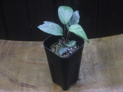 画像4: Homalomena sp. "Silver Bullet GR" from Pulau Lingga【AZ0917-1】