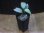 画像4: Homalomena sp. "Silver Bullet GR" from Pulau Lingga【AZ0917-1】 (4)