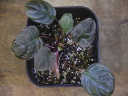 画像2: Homalomena terajaensis Labi Burunei【TB】