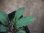 画像3: Homalomena sp. Riau Sumatera【LA0815-01】 (3)