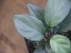 画像3: Homalomena sp. "Silver Bullet GR" from Pulau Lingga【AZ0917-1】