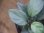 画像3: Homalomena sp. "Silver Bullet GR" from Pulau Lingga【AZ0917-1】 (3)