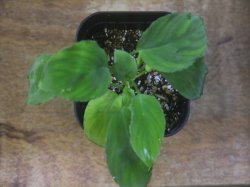 画像2: Homalomena sp. Nanga Pinoh【TB1505】