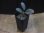 画像4: Homalomena sp. from Peninsular Malaysia【AZ0517-23】 (4)