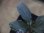 画像3: Homalomena sp. from Peninsular Malaysia【AZ0517-23】 (3)