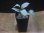 画像4: Homalomena sp. "Silver Bullet GR" from Pulau Lingga【AZ0917-1】 (4)