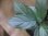 画像3: Homalomena cf. humilis Sumatera Barat【LA0719-02】 (3)