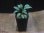 画像4: Homalomena sp. Riau Sumatera【LA0815-01】 (4)