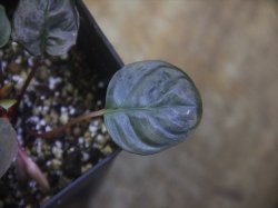 画像3: Homalomena terajaensis Labi Burunei【TB】