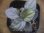 画像3: Homalomena sp. "Silver Red" from Peninsular Malaysia【AZ0515-4】 (3)