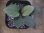 画像2: Homalomena sp. Solok Sumatera【LA1122-04】 (2)