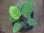 画像1: Homalomena sp. "Circle Leaf" from Resun Pulau Lingga【AZ0517-11】 (1)