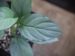 画像3: Homalomena cf. humilis Sumatera Barat【LA0719-02】