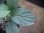 画像3: Homalomena cf. humilis Sumatera Barat【LA0719-02】 (3)