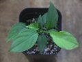 Homalomena sp. Solok Sumatera【LA1122-04】