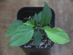 画像1: Homalomena sp. Solok Sumatera【LA1122-04】