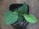 画像1: Homalomena sp. Solok Sumatera【LA1122-04】 (1)