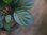 画像3: Homalomena sp. Solok Sumatera【LA1122-04】 (3)
