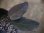 画像2: Homalomena sp. Pahang Malaysia【R0718-02】 (2)
