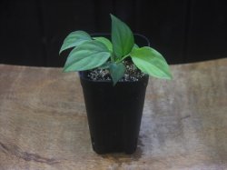 画像4: Homalomena sp. Solok Sumatera【LA1122-04】