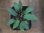 画像2: Homalomena sp. Riau Sumatera【LA0815-01】 (2)