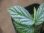 画像2: Begonia sp. " 碧 " from Lubuklinggau【AZ1123-9】 (2)