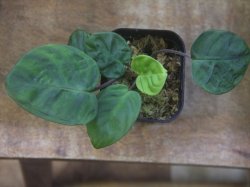 画像3: Homalomena sp. from Peninsular Malaysia【AZ0517-23】