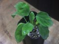 Homalomena sp. Nanga Pinoh【TB1505】